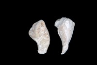 Monopleura tribolata